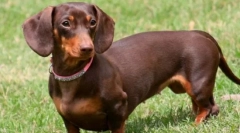 10 Psov s kratkimi nogami: ali so neškodljivici, saj se zdi navzven