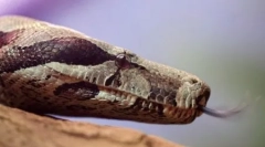 10 Čudnih dejstev o plazilcih