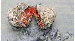 10 Čudne živali - narava probat