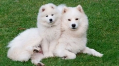 10 Živali, ki imajo neverjetno volno