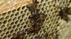 10 Živali, ki se množijo z brezmadežjo zasnovo