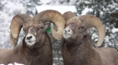 10 Živali, ki so našli homoseksualnost