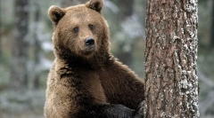 11 Dejstev o medvedih, o katerih nihče ni povedal v otroštvu