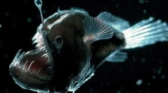 11 Najbolj čudnih živih bitij, ki živijo na dan depresije mariane