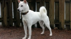 12 Redkih pasem psov, katerih rejci bodo lahko dobro zaslužili