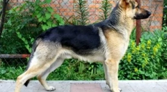 12 Najcenejši pasme psov