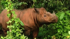 12 Najbolj nenavadnih živali, ki živijo v deževnem gozdu