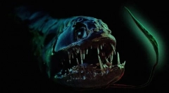 15 Nenavadnih živali, ki jih menite, čudno