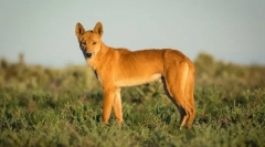 15 Najbolj čudnih bitij, ki živijo v avstraliji