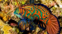 17 Najlepših akvarijskih rib