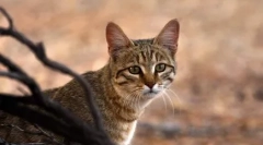 20 Zanimivih dejstev o mačkah