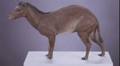 20 Zanimivih dejstev o konjih