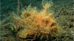 20 Čudnih živali z vsega sveta