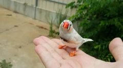 3 Najboljša perutnina za otroka