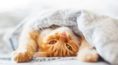 4 Razloge, zakaj se mačka skriva pod odejo