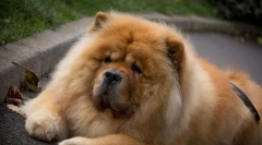 4 Težave v izobraževanju chow chow, ki ne bodo mogli odpraviti