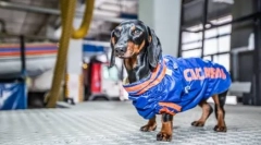 4 Znane davke, ki pomagajo ljudem