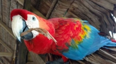 5 Zanimivosti o papigah ara