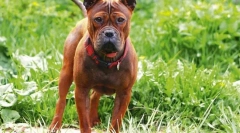 5 Nenavadnih pasem psov iz kitajske, ki aktivno pridobivajo popularnost