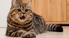 5 Razlogov, zakaj mačke glasno kričijo ponoči