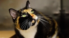 5 Šokantni eksperimenti na živalih