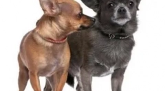 6 Zanimivih dejstev o chihuahua