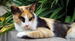 6 Zanimivih dejstev o mačkah tricolor