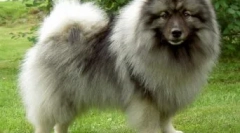 6 Zanimivih in zabavnih dejstev o spitzhah