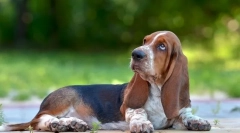 6 Lastnosti basset hound, ki vas bo neprijetno presenetilo