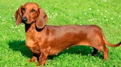 6 Znakov, da so dachshunds daleč od srčkanih in neškodljivih sočutkov