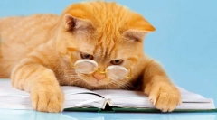 6 Zabavne knjige o dogodivščinah mačk: dobro razpoloženje je zagotovljeno