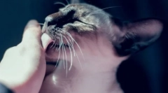 7 Ne-očitnih vzrokov, zakaj mačka vztrajno liže roko