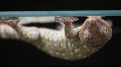 7 Neverjetne sposobnosti živali