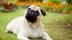 8 Pasme psov, ki hitro postanejo usodne