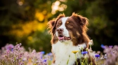 8 Pasem psov, ki zlahka nosijo toploto