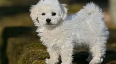 8 Pasme psov, ki ne prinašajo nevšečnosti niti v majhnem stanovanju