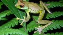 9 Novih vrst živali najdemo na območju greater mekong