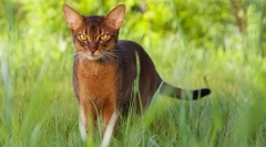 Abyssinian cat (photo): mind, grace in radovednost
