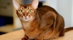 Abyssinian cat