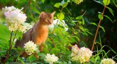 Abyssinian cat (photo): sveto žival faraonov v vašem domu