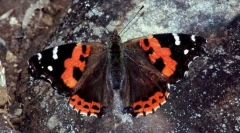 Admiral rdeča kanarska