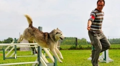 Atiliti za pse: igra, za katero je nagrada