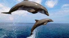 Afultina chrnomorskaya