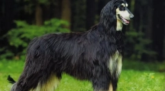 Afganistanska borzaya (photo): pravi hitri aristokrat