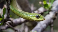 Afriški boomslang