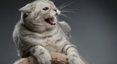 Agresija cat: vzroki videza, simptomov in reševanje problema