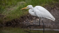 Austo-oblikovan. Odstranitev ptic