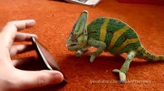 Iphone in chameleon