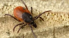 Akaricidni pripravki in postopek obdelave iz klopov