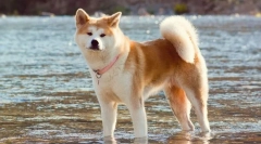 Akita noter